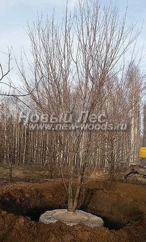 Arta de mare amploare (vânzare, plantare), compania ooo nouă pădure (moscow)