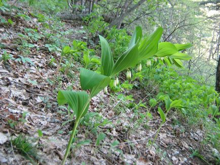 Kupena officinalis