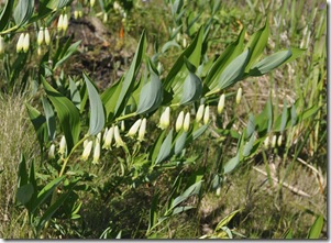 Kupena officinalis