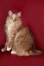 Culorile Kurilian Bobtail