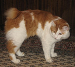 Culorile Kurilian Bobtail