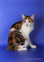 Culorile Kurilian Bobtail