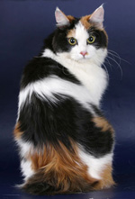 Culorile Kurilian Bobtail