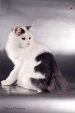 Culorile Kurilian Bobtail