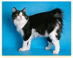 Culorile Kurilian Bobtail