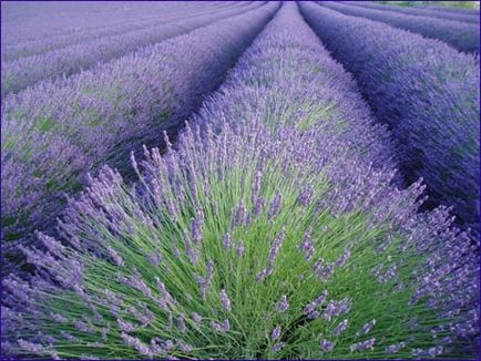 Ulei esential de lavanda - cumpara la un pret scazut in radacinile rusofico-farmaciei