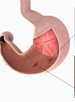 Tratamentul intestinelor și stomacului cu remedii folclorice