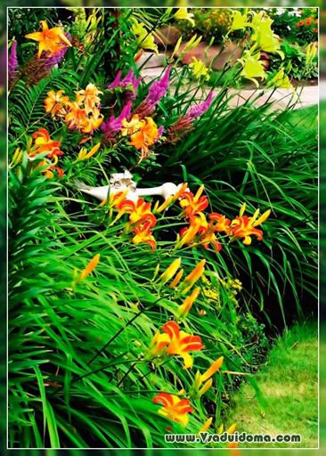 Daylilies (foto) - descrierea îngrijirilor și subtilităților reproducerii, un site despre o grădină, o reședință de vară și plante de apartament