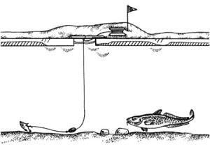 Capturarea burbot pe frânghie și iarna în timpul iernii, tehnica de pescuit, momeală