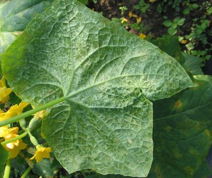 Măduria pufoasă (peronosporoză) de castravete