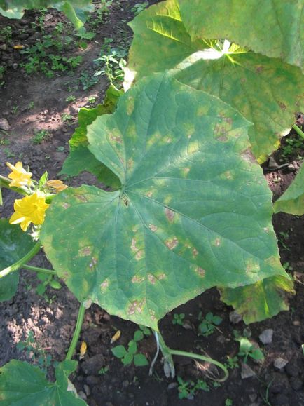 Măduria pufoasă (peronosporoză) de castravete