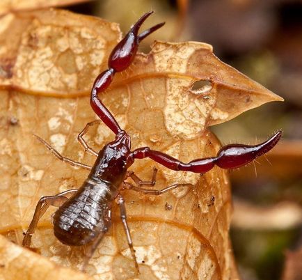 Pscudoscorpions - ártalmatlan pókok karmokkal