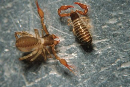 Lazhnoskoriony - păianjeni inofensivi cu gheare