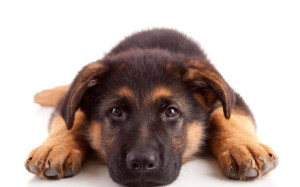 Кращі породи собак для охорони, самі з вусами