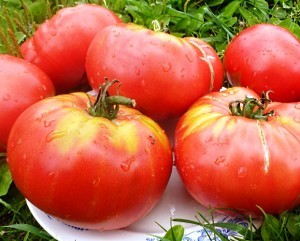 Кращі сорти помідорів для Уралу