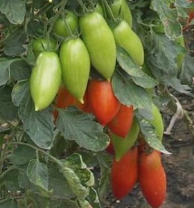 Кращі сорти помідорів для Уралу