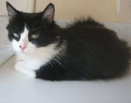 Lucy és Murashka - barátságos, kedves, ragaszkodó macska