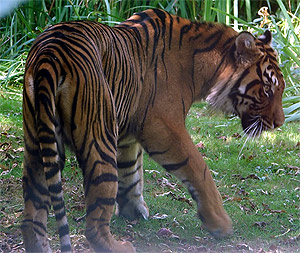 Tigru malay (panthera tigris jacksoni), malay tigru patrie dimensiune culoare dimensiune habitat