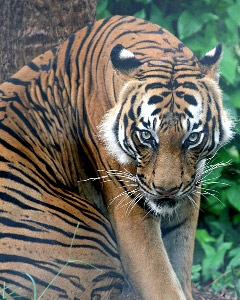 Tigrul malay (panthera tigris jacksoni), malul tigrului de origine de culoare dimensiune dimensiune habitat