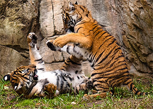 Tigrul malay (panthera tigris jacksoni), malul tigrului de origine de culoare dimensiune dimensiune habitat