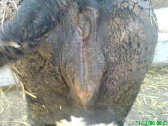 Metode de prevenire și tratament al bolilor obstetricale și ginecologice ale bovinelor