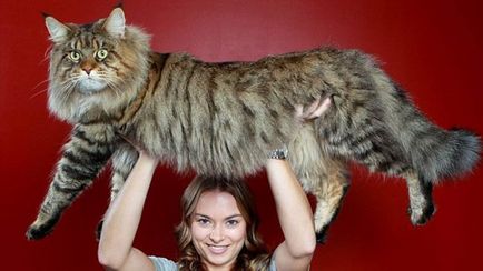 Maine Coon descrie rasa cu fotografie