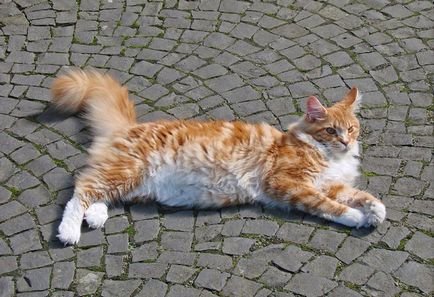 Maine Coon - a legnagyobb macska a világon