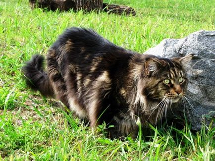 Maine Coon - a legnagyobb macska a világon