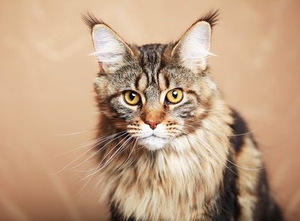 Maine Coon este cea mai mare pisică din lume