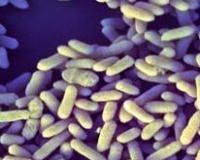 Bélflóra kutyák fiziológiai jelentősége, életkor dinamika, dysbacteriosis korrekció