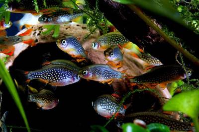 Galaxia microdescarcarilor (celestichthys margaritatus)