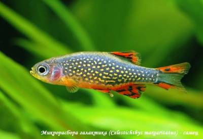 Galaxia microdescarcarilor (celestichthys margaritatus)