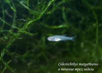 Galaxia microdescarcarilor (celestichthys margaritatus)