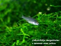 Galaxia microdescarcarilor (celestichthys margaritatus)