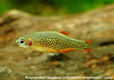 Microrasbora Galaxy (celestichthys margaritatus)