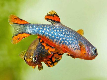 Мікрорасбора галактика (danio margaritatus), акваріум в деталях