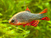 Мікрорасбора галактика (danio margaritatus), акваріум в деталях