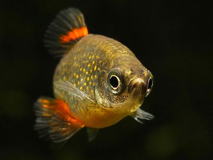 Мікрорасбора галактика (danio margaritatus), акваріум в деталях