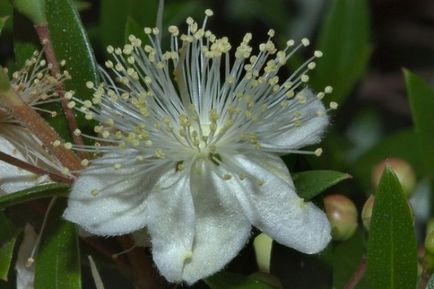 Myrtle fotografie floare, îngrijirea plantelor în casă, ghiveci de flori, video