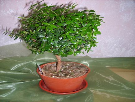 Arborele de mirt - descriere, caracteristici, îngrijire la domiciliu (lemn) Arborele de mirt - descriere, caracteristici, îngrijire la domiciliu