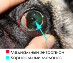 Pug - bolile oculare, tratamentul, prevenirea