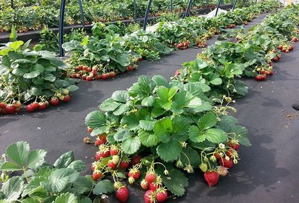 Este posibil să plantați căpșunile în iunie cu subtilitățile de creștere