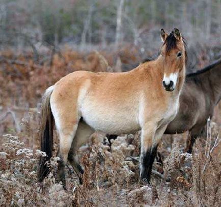 Mustangs - vadlovak