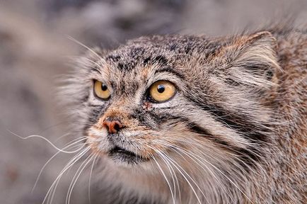 Știință, Istorie naturală, Manul