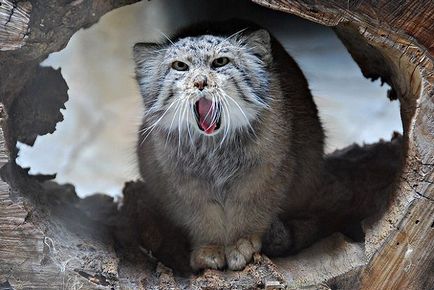 Știință, Istorie naturală, Manul