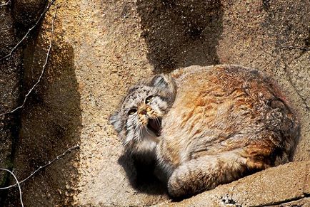 Știință, Istorie naturală, Manul