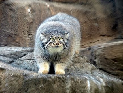 Știință, Istorie naturală, Manul