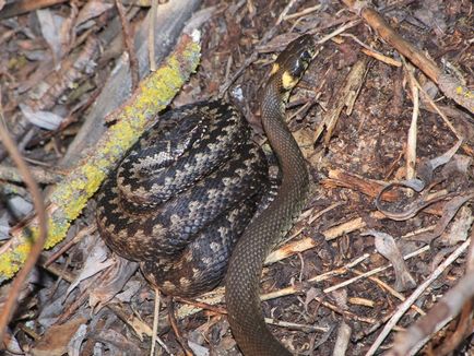 Nyugtalan közötti kapcsolatok a kígyó és a vipera