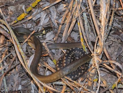 Relație inutilă între șarpe și viperă