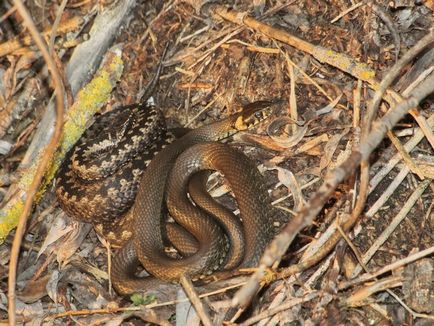Relație inutilă între șarpe și viperă